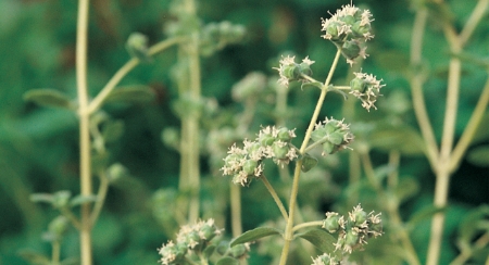 Picture for category Organic Majoram